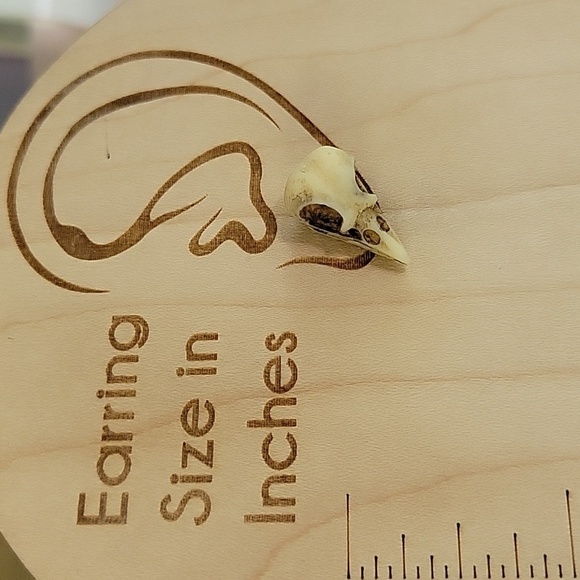 Realistic Bird Skull Stud Earrings - Picture 3 of 7